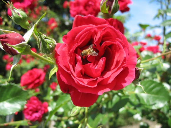 A bee exploring the rose